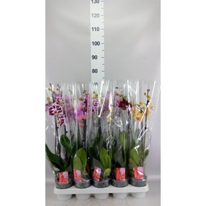Phalaenopsis   ...mix