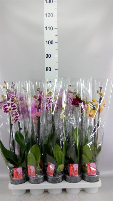 <h4>Phalaenopsis   ...mix</h4>