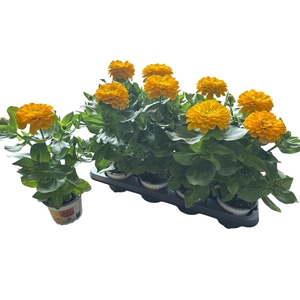 ZINNIA DB ZA YEL IMP