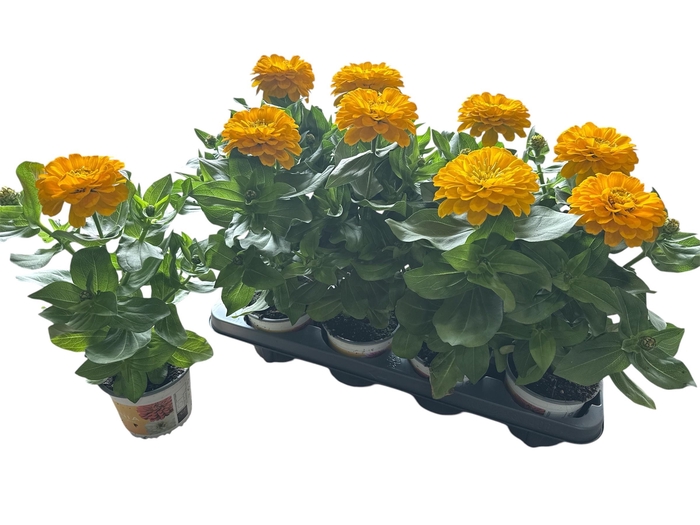 <h4>ZINNIA DB ZA YEL IMP</h4>