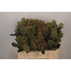 Skimmia Snow White Bunch