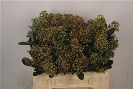 <h4>Skimmia Snow White Bunch</h4>