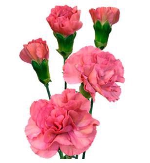 <h4>Di Tr Mocca Sweet</h4>