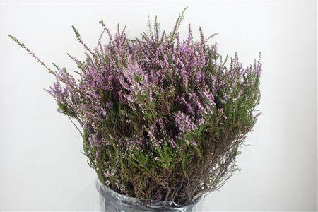 <h4>ERICA ROSE P BUNCH</h4>