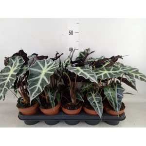 Alocasia amazonica 'Polly'