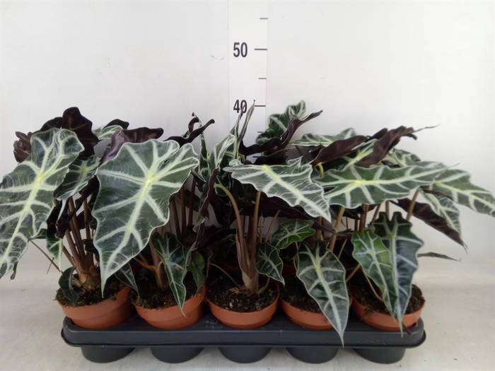<h4>Alocasia amazonica 'Polly'</h4>