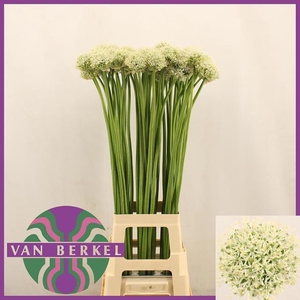 ALLIUM WHITE GIANT