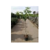 Ficus carica