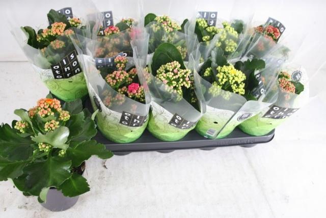 <h4>KAL GE GEM 5 KL</h4>