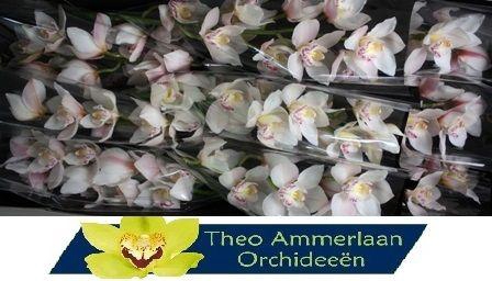 <h4>Steffie 60 x10</h4>