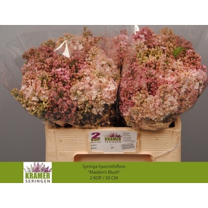 SYR HY MAIDENS BLUSH