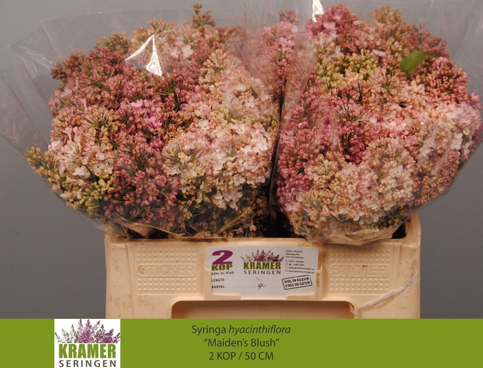 <h4>SYR HY MAIDENS BLUSH</h4>