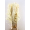 Dried Cortaderia Zaquara Semi Bleached 100 Cm