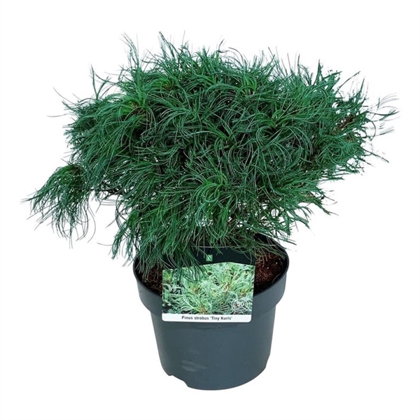 <h4>Pinus strobus 'Tiny Kurls'</h4>