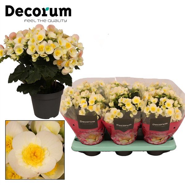 Begonia ''valentino white'' Decorum