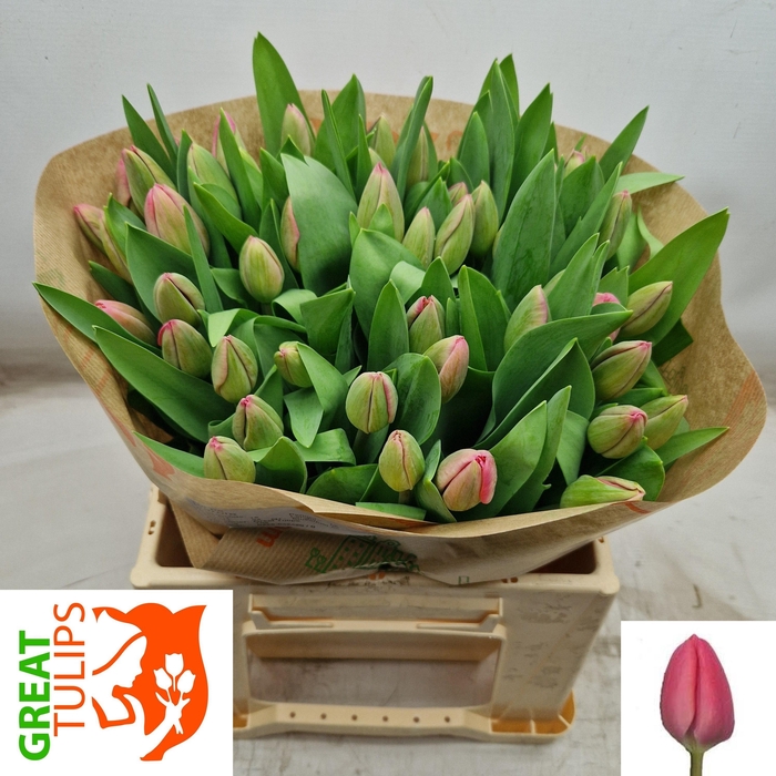 <h4>TU EN CAROLA</h4>