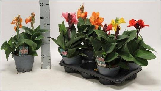 <h4>CANNA ISLAND S GEM</h4>