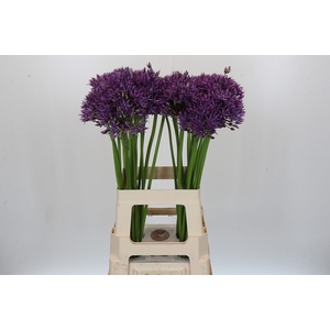 Allium Jackpot