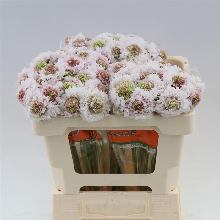 <h4>Scabiosa atropurpurea Bon Bon Scoop Punch</h4>