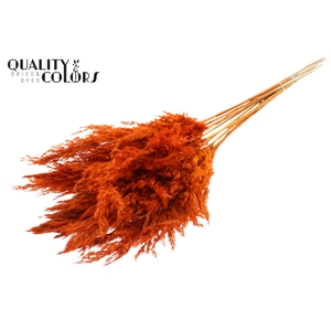 Pampas Grass 70cm 10st/bunch Orange