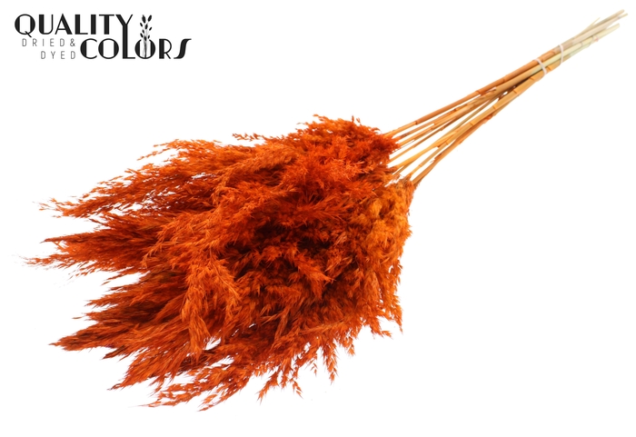 <h4>Pampas Grass 70cm 10st/bunch Orange</h4>