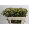 Leucadendron Ayoba Star Pearl