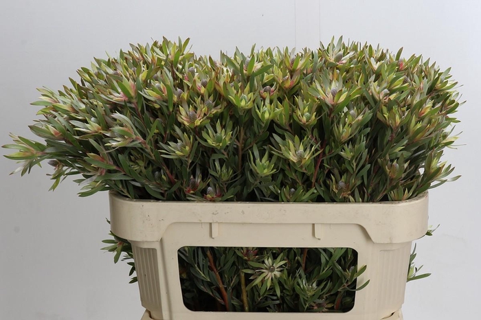 Leucadendron Ayoba Star Pearl