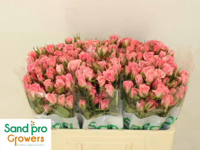 <h4>R TR ODILIA</h4>