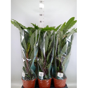 Calathea rufibarba 'Miroscha'