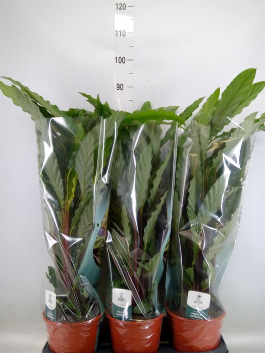 <h4>Calathea rufibarba 'Miroscha'</h4>