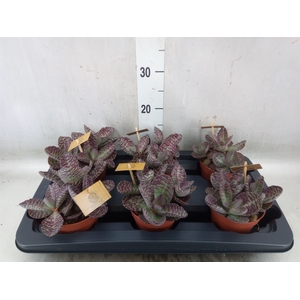 Kalanchoe humilis 'Surpris Desert'