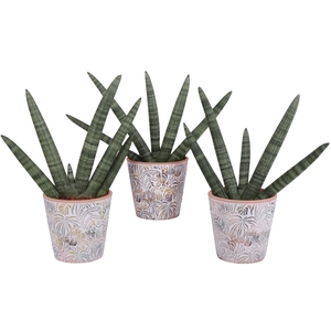 Sansevieria Cylindrica Handshake in Ø14cm Ceramic Pot Jungle