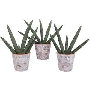 Sansevieria Cylindrica Handshake in Ø14cm Ceramic Pot Jungle