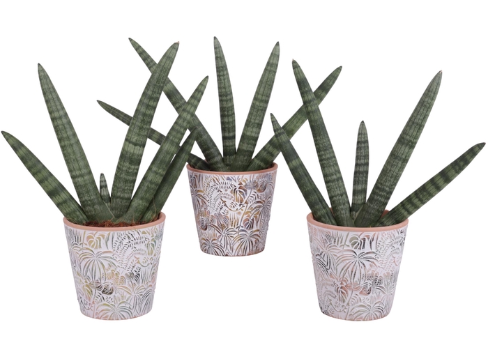 <h4>Sansevieria Cylindrica Handshake in Ø14cm Ceramic Pot Jungle</h4>