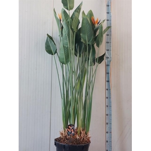 STRELITZIA REGIN BL