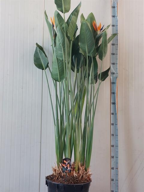 STRELITZIA REGIN BL