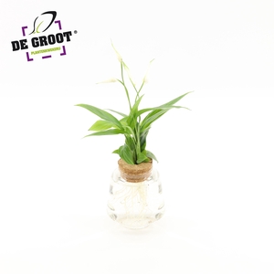 Spathiphyllum in Bolglas + klikkurk - levertijd 24 uur
