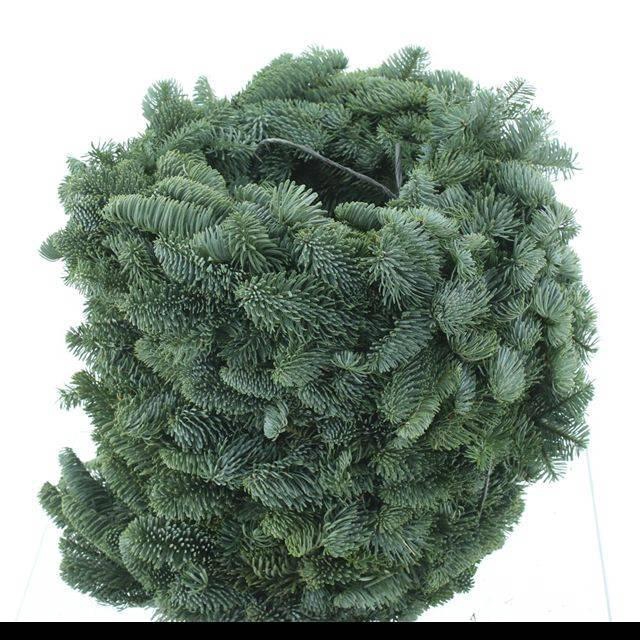 <h4>NOBILIS-KRANS H%</h4>