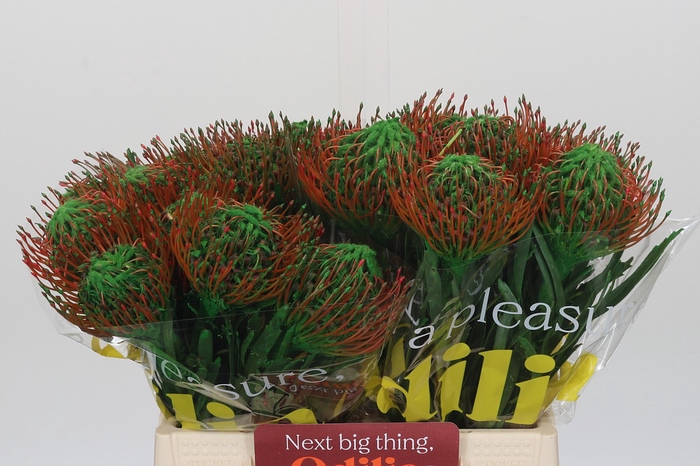 <h4>Nutans Painted Green</h4>