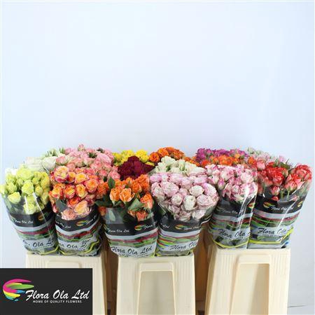 <h4>R Tr Gem In Fust</h4>