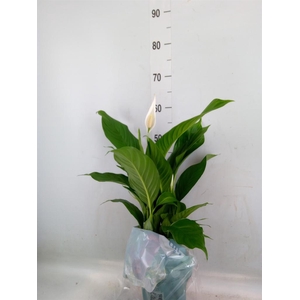 Spathiphyllum  'Bingo Cupido'
