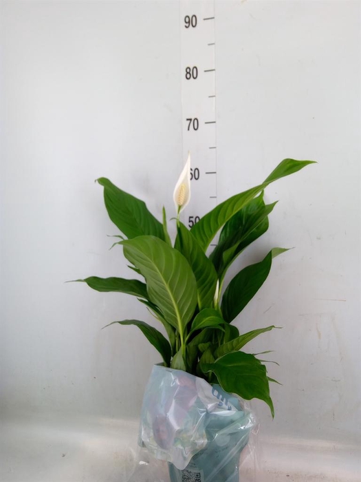 <h4>Spathiphyllum  'Bingo Cupido'</h4>