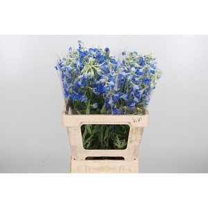 Delphinium Be Volkerfrieden