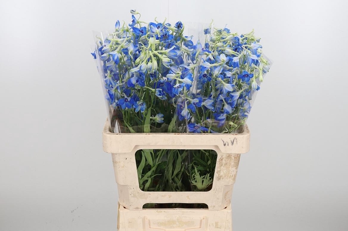 <h4>Delphinium Be Volkerfrieden</h4>