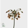 ALLIUM NECTAROSCORDUM SICULUM*