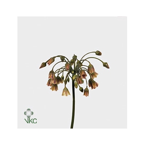 Allium Nect Siculum Bulgar