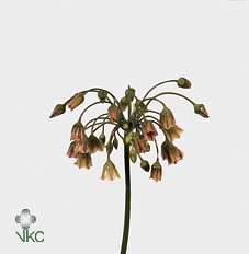 <h4>Allium Nect Siculum Bulgar</h4>