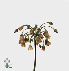 Allium Siculum