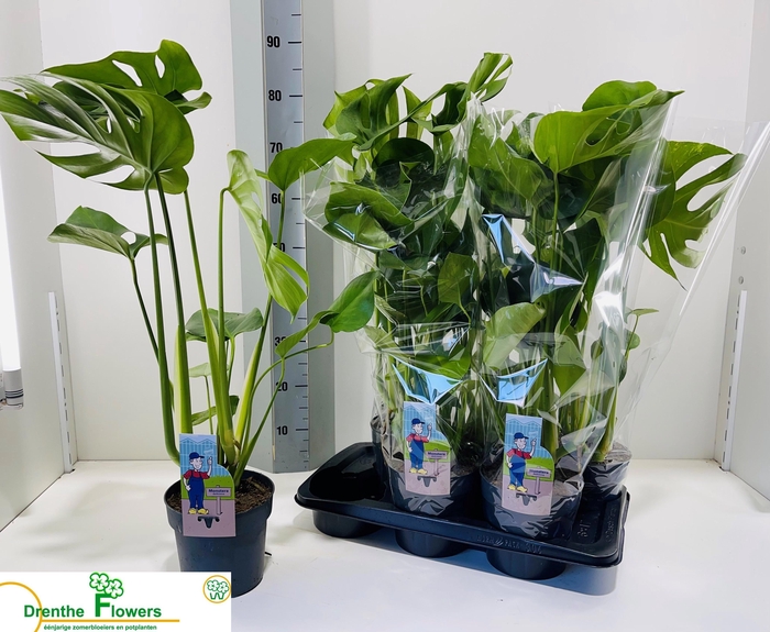<h4>MONSTERA DELICIOSA</h4>