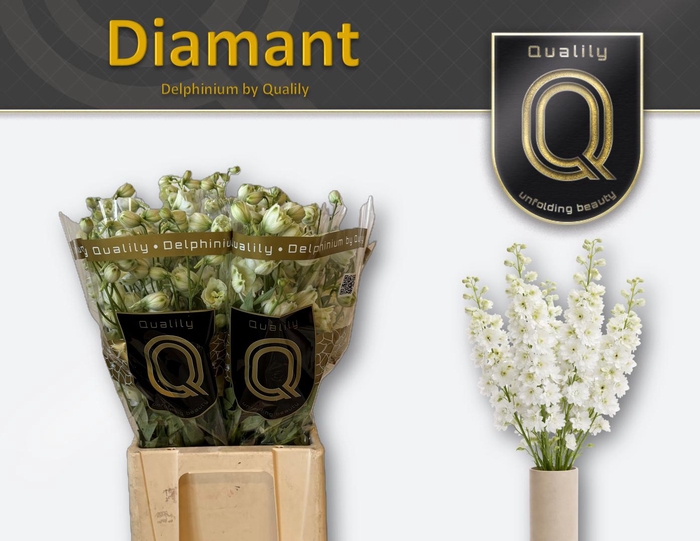 <h4>DELPH DU DIAMANT 70CM X40</h4>